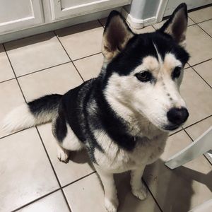 Meet your Posher, Harlee